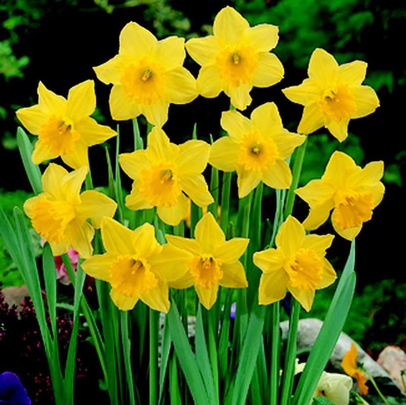 The heirloom daffodil Carlton has light-yellow petals and a ruffled golden-yellow trumpet, giving it airy two-toned look. FILE PHOTO